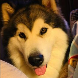 Alaskan Malamutes from Dreamekatcher Kennel