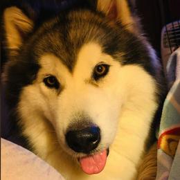 Alaskan Malamutes from Dreamekatcher Kennel
