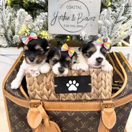Girl 3 - Black tan and white female Biewer Terrier puppy in North Chelmsford, Massachusetts from Coastal Yorkshire Terrier Yorkies & Biewer Terriers