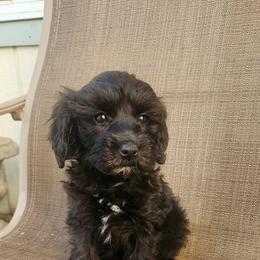 Poppy - Black and white female Cockapoo puppy in Ellensburg, Washington from Dawn to Dusk Cockapoos