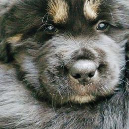 Tibetan Mastiff Puppies from Wanderlust Tibetan Mastiffs