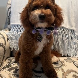 Jueno - Goldendoodle