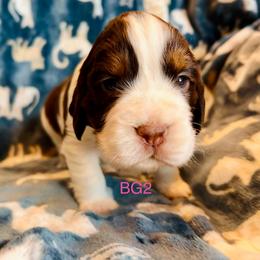 BG2 - Liver white and tan female English Springer Spaniel puppy in Britton, South Dakota from K&S Canines