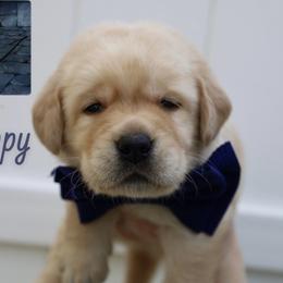 Skippy - Yellow male Labrador Retriever puppy in Ocala, Florida from Moon river Labradors