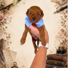 Chapter - Red  male Goldendoodle puppy in Norcross, Georgia from Teddy Puppies