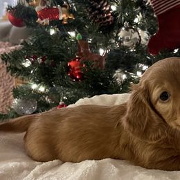 Boy 2 - Red Dachshund puppy in Tustin, California from Teenie Weenie Doxies