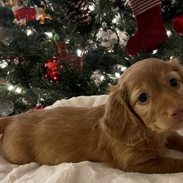 Boy 2 - Red Dachshund puppy in Tustin, California from Teenie Weenie Doxies