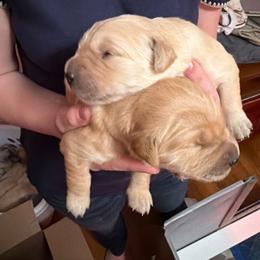Gouda - Golden female Golden Retriever puppy in Cody, Wyoming from Bliss Creek MTN Meadows