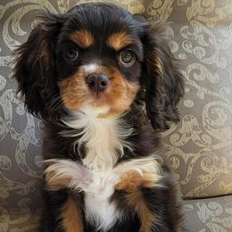 Cavalier King Charles Spaniel Puppies from C.H. Cavaliers