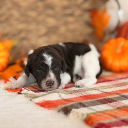Hoax - Parti male Poodle puppy in Lavonia, Georgia from Peach Blossom Kennels