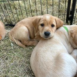 America - Yellow female Labrador Retriever puppy in Cheney, Washington from Loudon's Labradors
