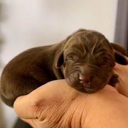 Yellow collar - Chocolate female Labrador Retriever puppy in Ocala, Florida from SoFlo Labradors