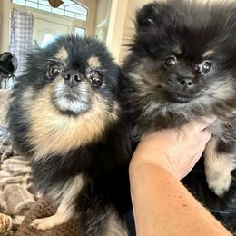 Valentina - Black and tan female Pomeranian puppy in Edmond, Oklahoma from My Sun & Moon Poms