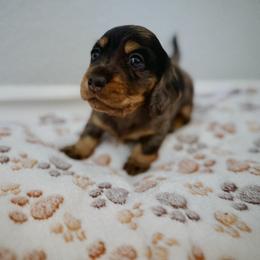 Rolly - Dapple male Dachshund puppy in Laguna Niguel, California from Beachside Doxies