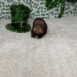 Dachshund Puppies from 208 Weenies