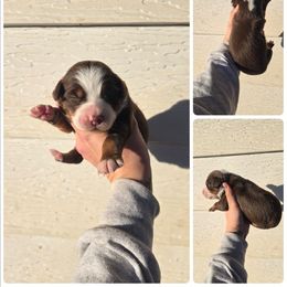 Girl 3 - Red tri female Miniature Australian Shepherd puppy in Lubbock, Texas from Texas Bluebonnet Herders