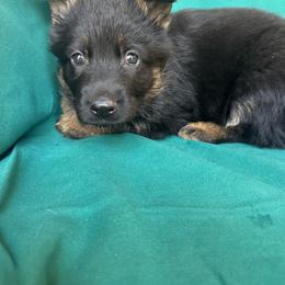 Black tan female - Black and tan female German Shepherd puppy in Jennings, Kansas from Lost Creek German Shepherds LLC