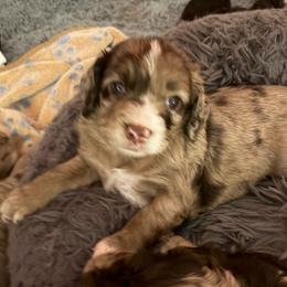 Marley - Merle male Cockapoo puppy in Lillington, North Carolina from Peace, Love, and Puppies at the Creek