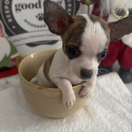 Mr Brownie  4200 - Chocolate brindled fawn male Chihuahua puppy in Las Vegas, Nevada from Quality Poms Chihuahua Yorkies of Las vegas