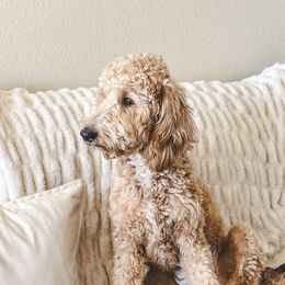 Bella - Goldendoodle