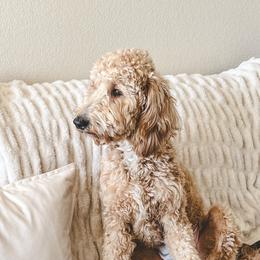 Bella - Goldendoodle