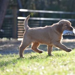 Golden Retriever Puppies from Earley Goldens