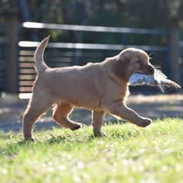 Golden Retriever Puppies from Earley Goldens