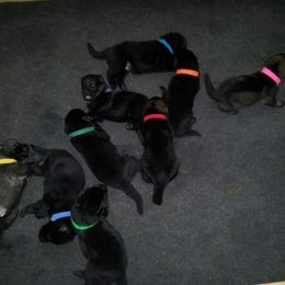 German Shepherd Puppies from KVA Shepherds