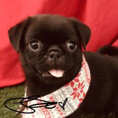 Pugs from Lyons’ Heart French Bulldogs and Pugs of North Florida