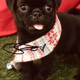 Pugs from Lyons’ Heart French Bulldogs and Pugs of North Florida