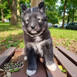 Babel - Agouti and white female Siberian Husky puppy in West Liberty, Ohio from Skyfallsiberians