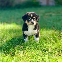 Li Shang - Black tri-color male Australian Shepherd puppy in Vernal, Utah from Dancing M Australian Shepherds
