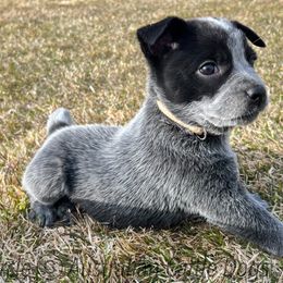 Australian Cattle Dog Puppies from Circle C Australian Cattle Dogs