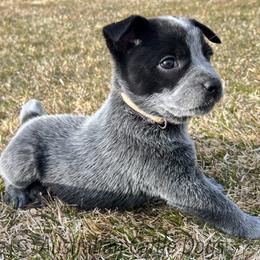 Australian Cattle Dog Puppies from Circle C Australian Cattle Dogs