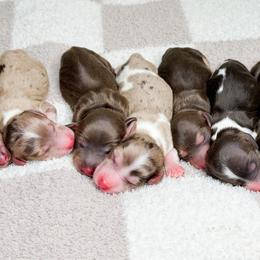 Mojito - Dapple male Dachshund puppy in Redding, California from Jean & Mae Doxies