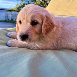 Girl 3 - GREEN - Light golden Golden Retriever puppy in Lewiston, Idaho from Twin River Goldens