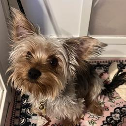 Chanel - Yorkshire Terrier