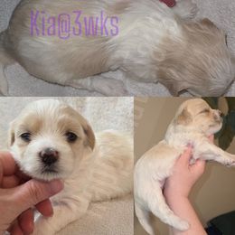 Kis - Cream female Havanese puppy in Kansas City, Missouri from Happy Havi Tails