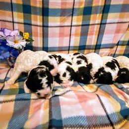 Aussiedoodle, Bernedoodle, and Poodle Puppies from Sis' Doodles & Poodles