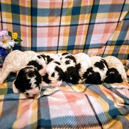 Aussiedoodle, Bernedoodle, and Poodle Puppies from Sis' Doodles & Poodles