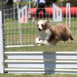 Miniature Australian Shepherd All Grown Up from Rocky Top Kennels