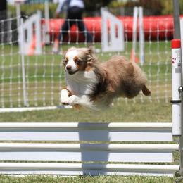 Miniature Australian Shepherd All Grown Up from Rocky Top Kennels