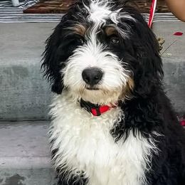 Bernedoodles from Main Street Bernedoodles
