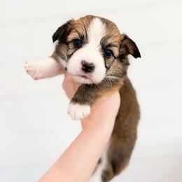 Laurie - Purple (Fluffy) - Sable male Pembroke Welsh Corgi puppy in Milan, Georgia from Williams’ Welsh Corgis LLC