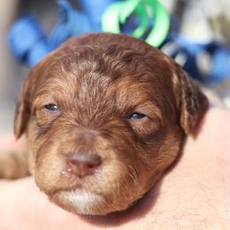 Cairo - Red  male Goldendoodle puppy in Forney, Texas from Diamond Doodle Pups and Poodles