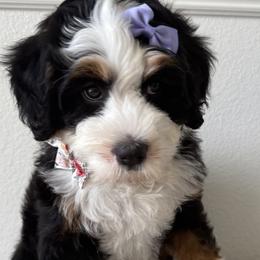 Bernedoodles, Cavapoos, and Goldendoodles from Florida Coast Doodles