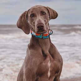 Freyja - Weimaraner