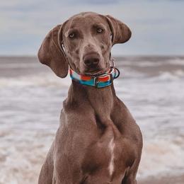 Freyja - Weimaraner