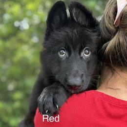 German Shepherd Puppies from Vom Broward Haus