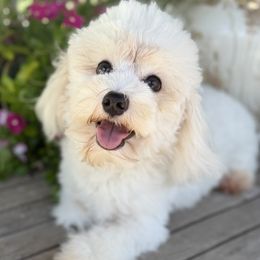 Boy 1 - White male Havanese puppy in Charlotte, North Carolina from Butterfly Havanese